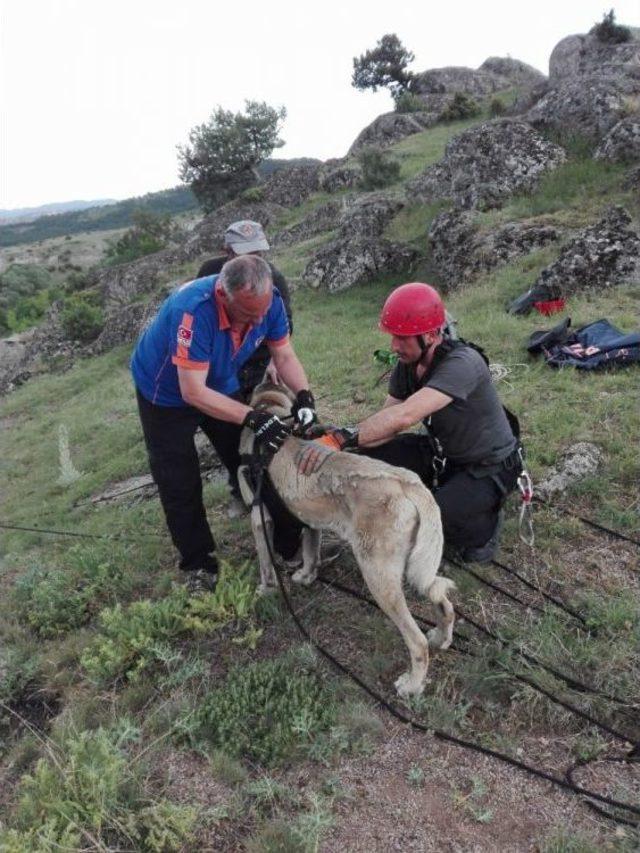 Tosya’da Kayalıklarda Mahsur Kalan Köpek, Afad Ekiplerince Kurtarıldı