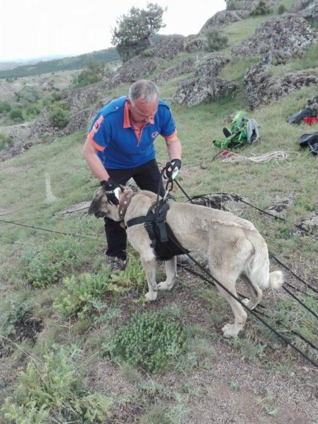 Tosya’da Kayalıklarda Mahsur Kalan Köpek, Afad Ekiplerince Kurtarıldı