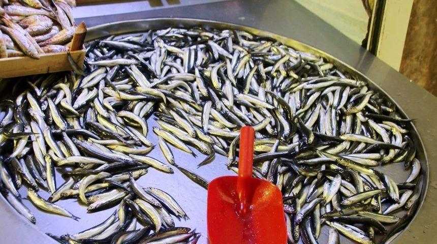 Karadeniz Hamsisi 1 Haftada Y&uuml;zde 50 Zamlandı