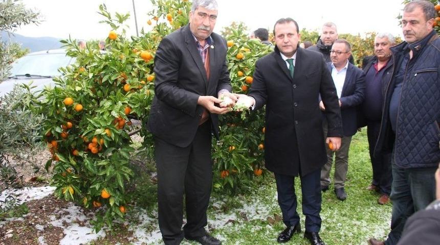 Başkan Soylu Mandalina &Uuml;reticisinin Yanında