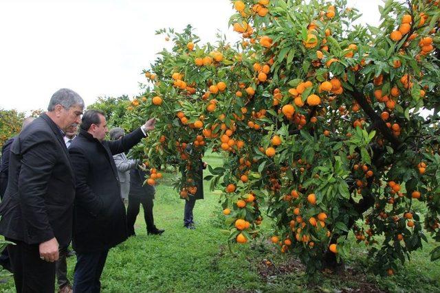 Başkan Soylu Mandalina Üreticisinin Yanında