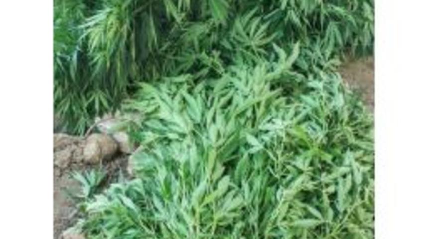 &Ouml;demişte 876 K&ouml;k Hint Keneviri Ele Ge&ccedil;irildi