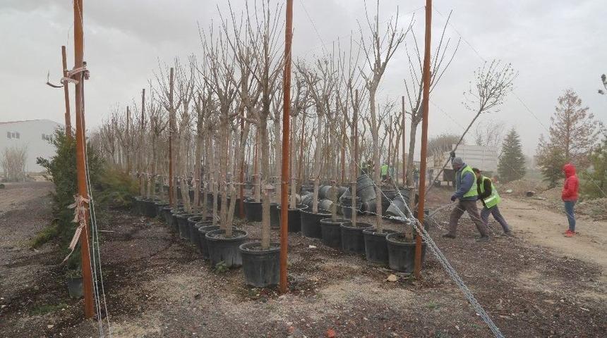 Niğde Belediyesinden Ağa&ccedil;landırma &Ccedil;alışması