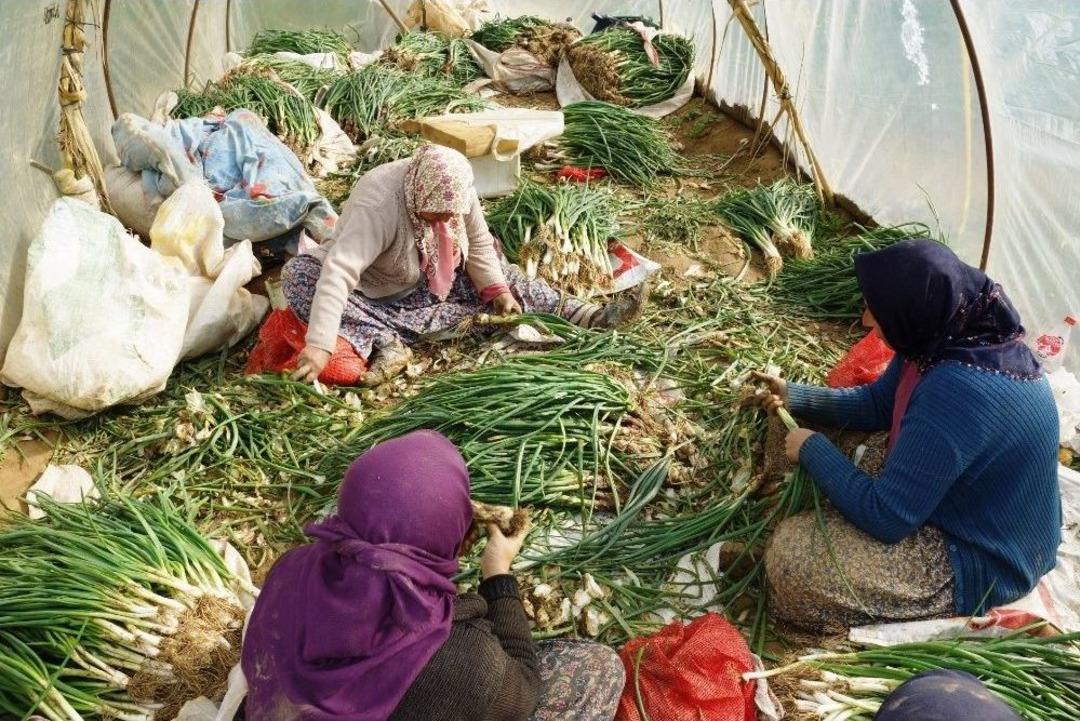 Yağmur &Ccedil;amur Demeden Soğan İşliyorlar