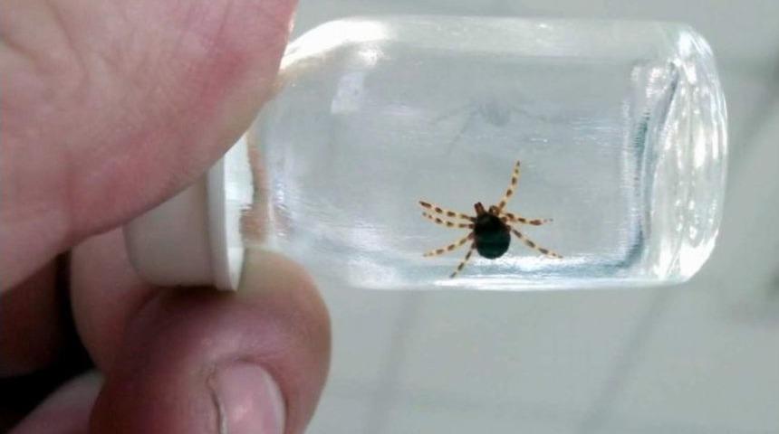 Yeni Aşı Geliştirebilmek İ&ccedil;in Kene &Uuml;retim Merkezi Kurdu