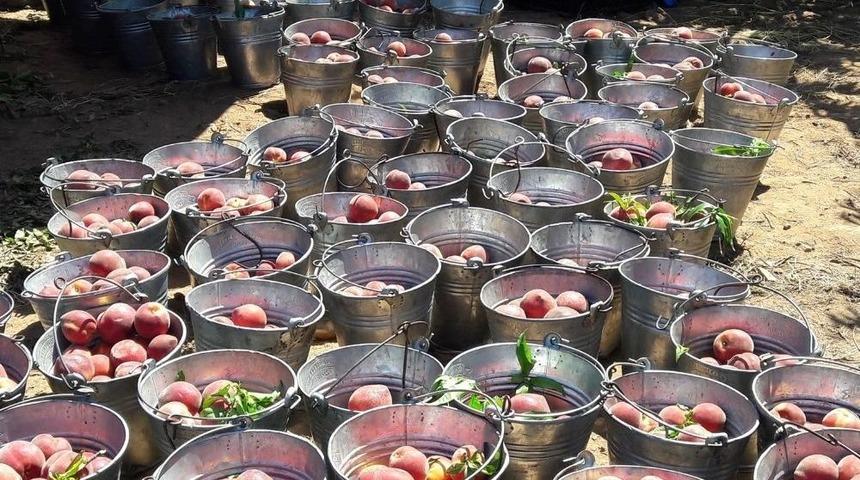 Aydın’da Proje Bahçelerinde Şeftali Hasadı Başladı