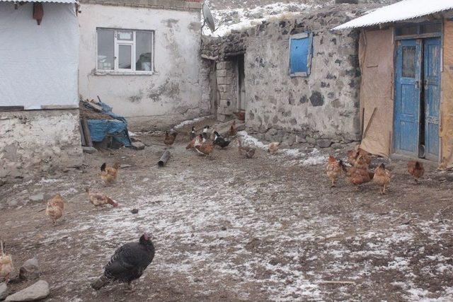 Ağrı’da Kuş Gribi Paniği