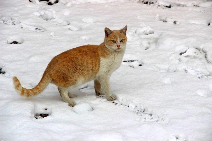 Erzurum’da Kar Yağışı G1