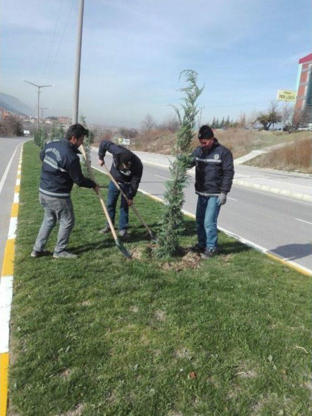 Simav’da Kaldırım Ve Refüjler Ağaçlandırılıyor