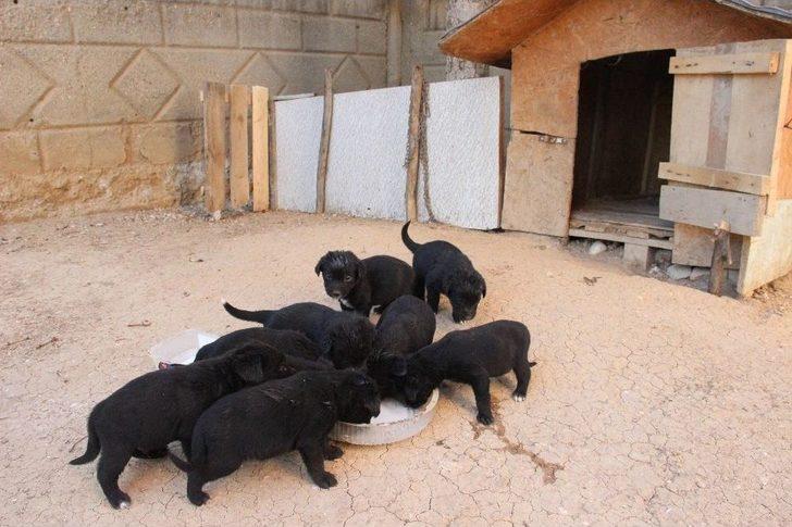 Anneleri Kaybolan 10 Yavru Köpeği Marketten Aldığı Sütle Beslemeye Çalışıyor G2