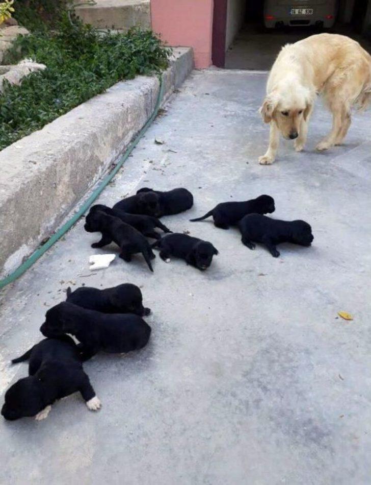 Anneleri Kaybolan 10 Yavru Köpeği Marketten Aldığı Sütle Beslemeye Çalışıyor G5