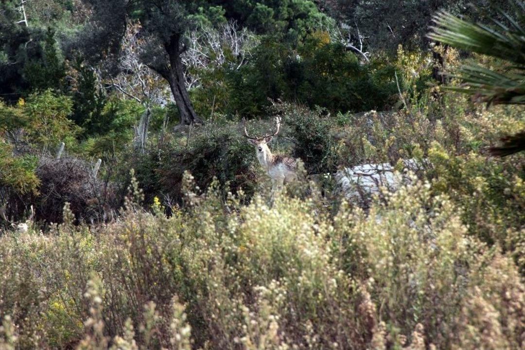 Hataylı &Ccedil;ift&ccedil;inin Doğa Sevgisi