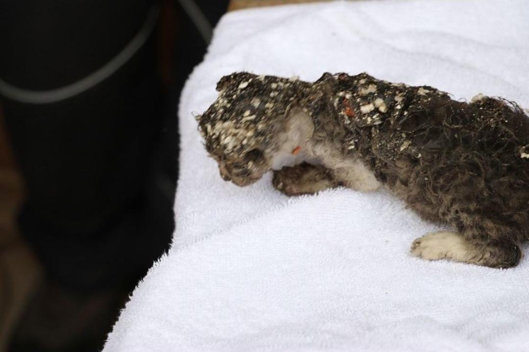 Yavru Kedi Duvara A&ccedil;ılan Delikten Kurtarıldı