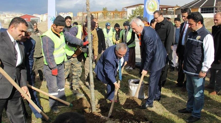 K&uuml;tahya&rsquo;nın Caddelerine 3 Bin Adet &Ccedil;ınar Ve Ihlamur Fidanı