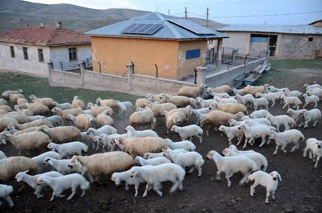 Kuzuların Koyunlara Kavuşma Anı Renkli Görüntüler Oluşturdu