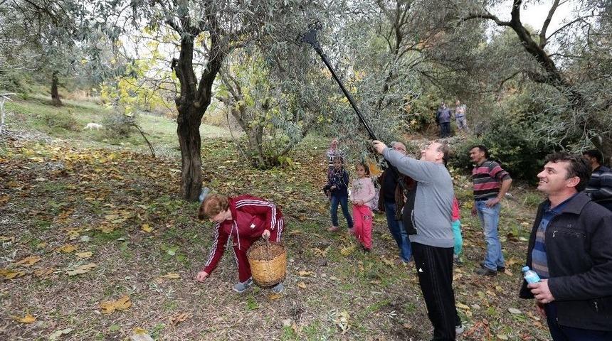 Başkan &Ouml;zakcan &Uuml;reticiyle Birlikte Zeytin Hasadı Yaptı