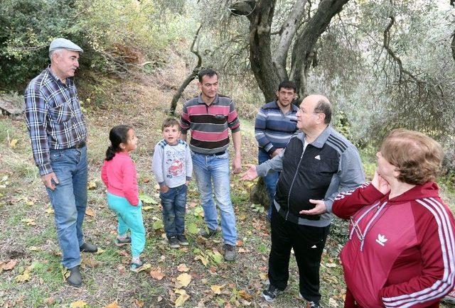 Başkan Özakcan Üreticiyle Birlikte Zeytin Hasadı Yaptı