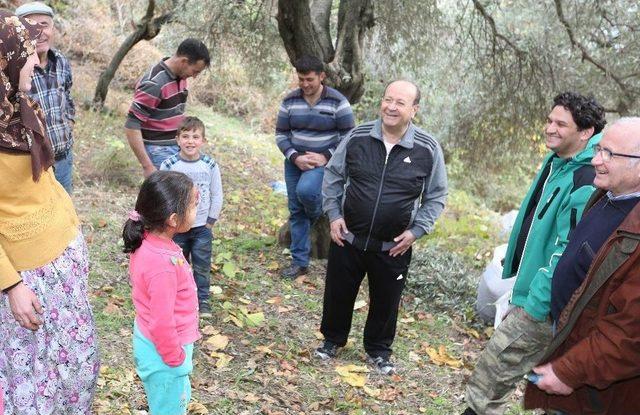 Başkan Özakcan Üreticiyle Birlikte Zeytin Hasadı Yaptı