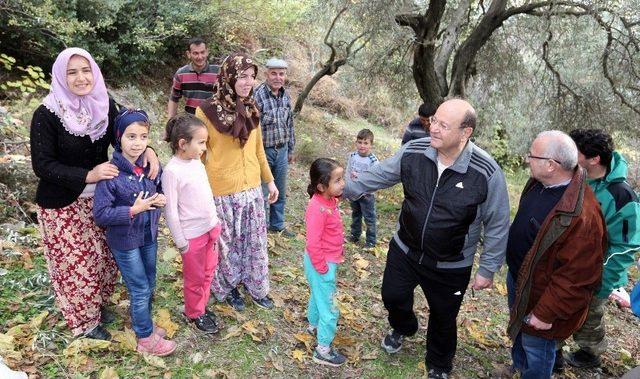 Başkan Özakcan Üreticiyle Birlikte Zeytin Hasadı Yaptı