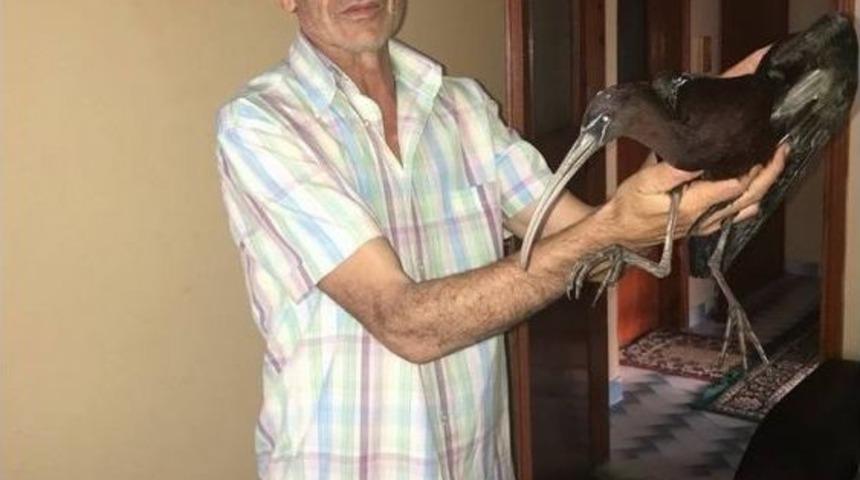 Ormanda Bulduğu Yaralı Kuşu Evinde Tedavi Etti