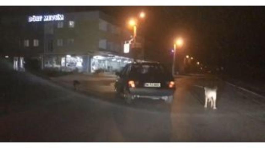 Otomobil Arkasında S&uuml;r&uuml;klenen K&ouml;peğin G&ouml;r&uuml;nt&uuml;leri Y&uuml;rek Burktu