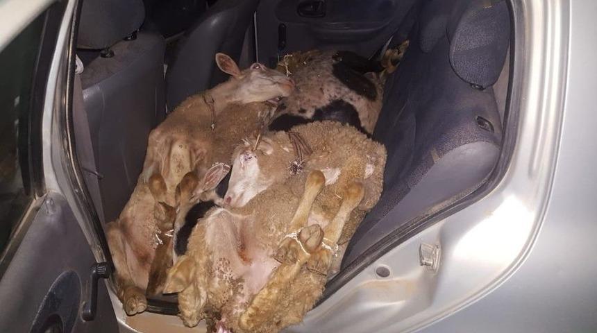 &Ccedil;aldıkları Koyunları Arabada Bırakıp Ka&ccedil;tılar