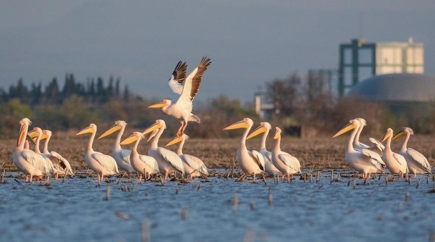 Pelikanları Sayacaklar