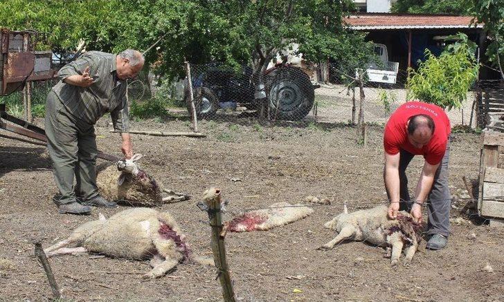 Aç Kalan Köpekler 5 Koyunu Telef Etti G1