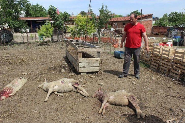 Aç Kalan Köpekler 5 Koyunu Telef Etti G2