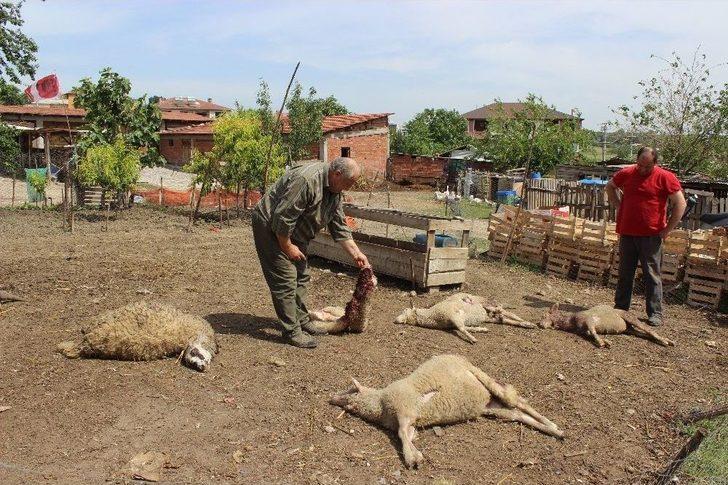 Aç Kalan Köpekler 5 Koyunu Telef Etti G3