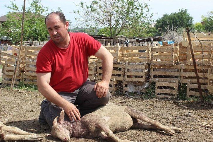 Aç Kalan Köpekler 5 Koyunu Telef Etti G4