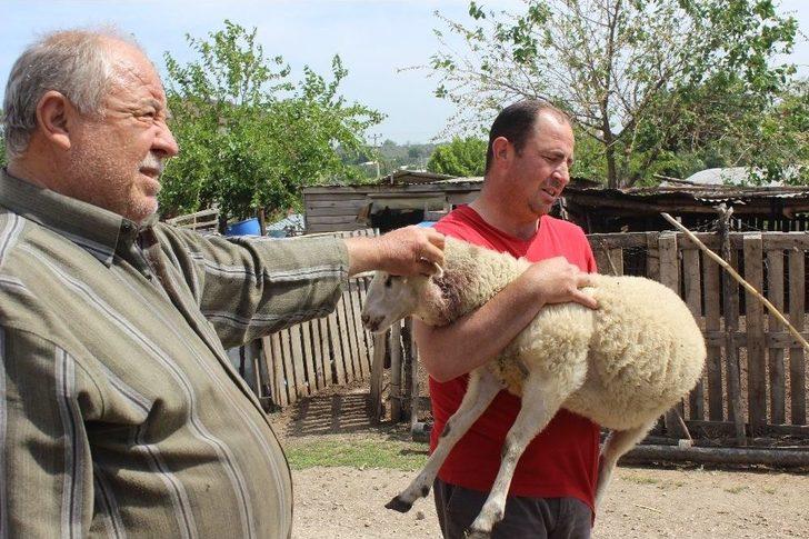 Aç Kalan Köpekler 5 Koyunu Telef Etti G5