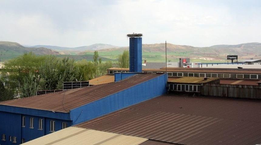 Bir Leylek İçin Üretim Durdu