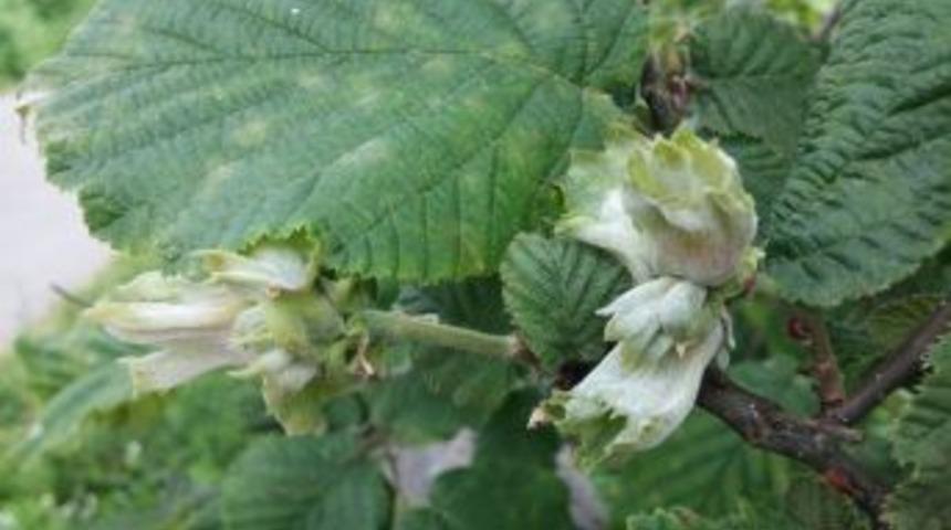 Fındıkta K&uuml;lleme Hastalığı Uyarısı