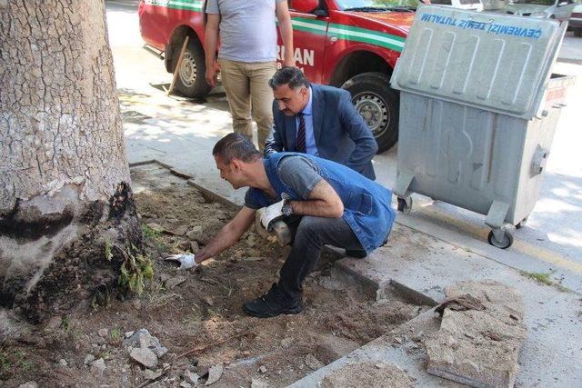 Elbiz Caddesindeki Çınar Ağaçlarını Kurtarma Operasyonu