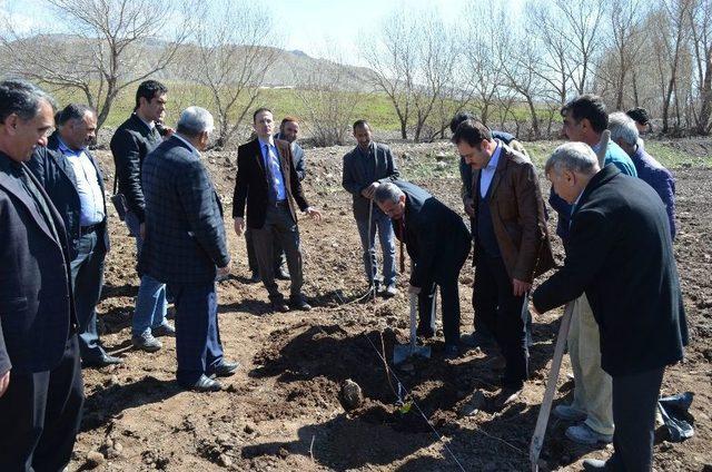 Adilcevaz’da Örnek Ceviz Bahçesi Kuruldu