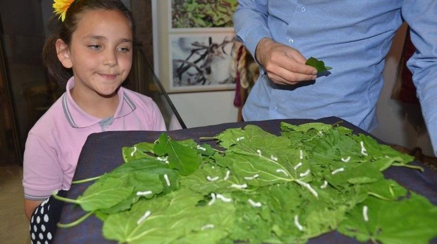 M&uuml;zede Bulunan İpek B&ouml;cekleri Ziyaret&ccedil;ilerini Ağırlıyor