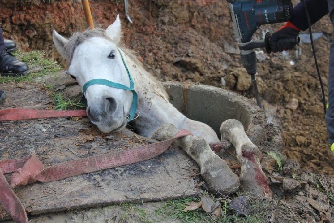 "kanalizasyona D&uuml;şen At &Ouml;yle Kurtarılmaz" Diyerek İtfaiye Erine Saldırdı