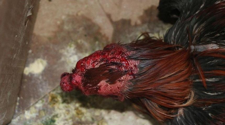 Erbaa&rsquo;da Polisten Horoz D&ouml;v&uuml;şt&uuml;renlere Operasyon