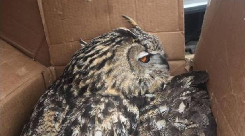 Paralı Puhu Kuşu Tedavi Altına Alındı