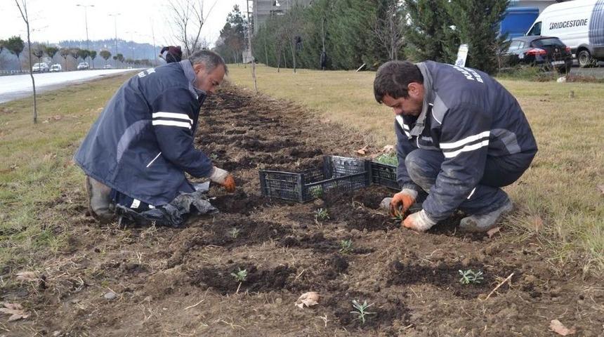 Karab&uuml;k Lavanta Kokacak