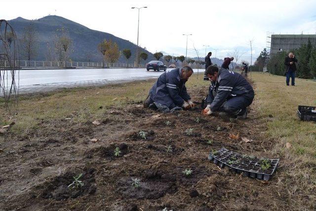 Karabük Lavanta Kokacak