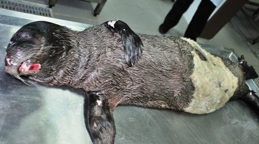 Fok &Ouml;l&uuml;mlerinin Sebebi İnsanlar