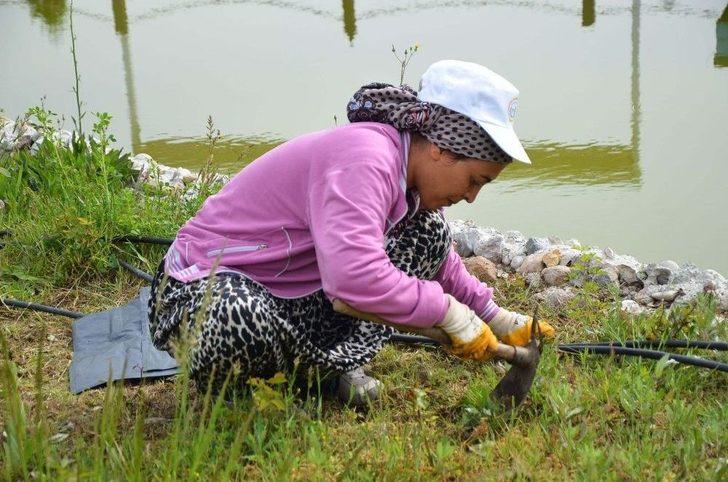 Yeşil Alanlarda Bakım Çalışmaları Hız Kazandı G4
