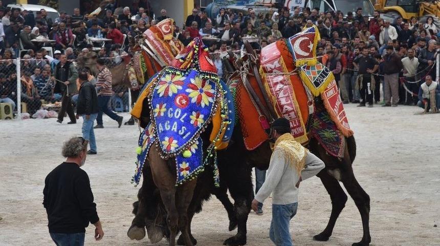 Develer Güllük’te Güreşecek