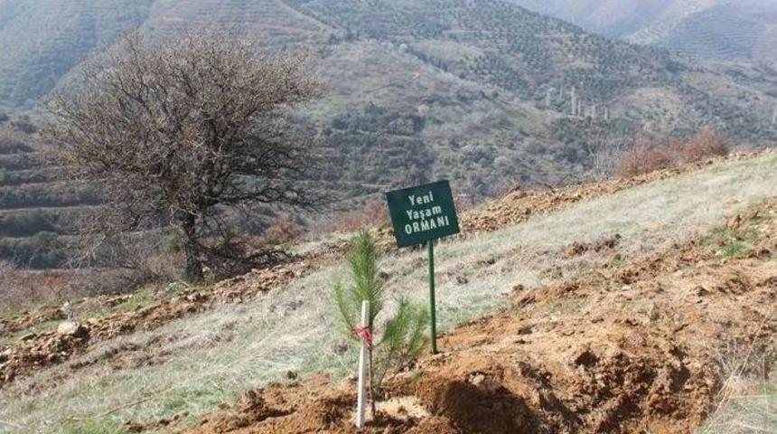 Obeziteyi Yenen Hastaları İçin Orman Kuruyor