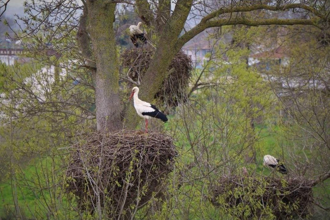 7 Bin Kilometre Yol Kat Ederek Leylek Ormanı&rsquo;na Geldiler