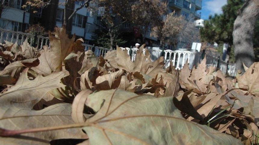 D&ouml;k&uuml;len Yapraklar Seyri Doyumsuz Manzaralar Oluşturuyor