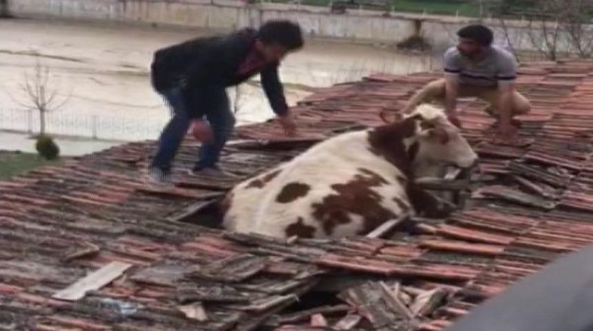 Yozgat&rsquo;ta Otlamaya &Ccedil;ıkan İnek &Ccedil;atıya D&uuml;şt&uuml;