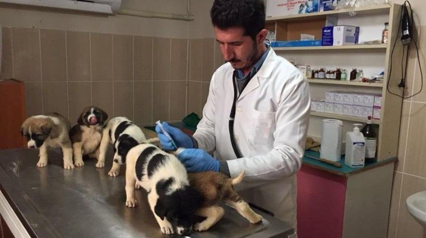 Adıyaman Belediyesi Sokak Hayvanları İçin Çalışma Başlattı